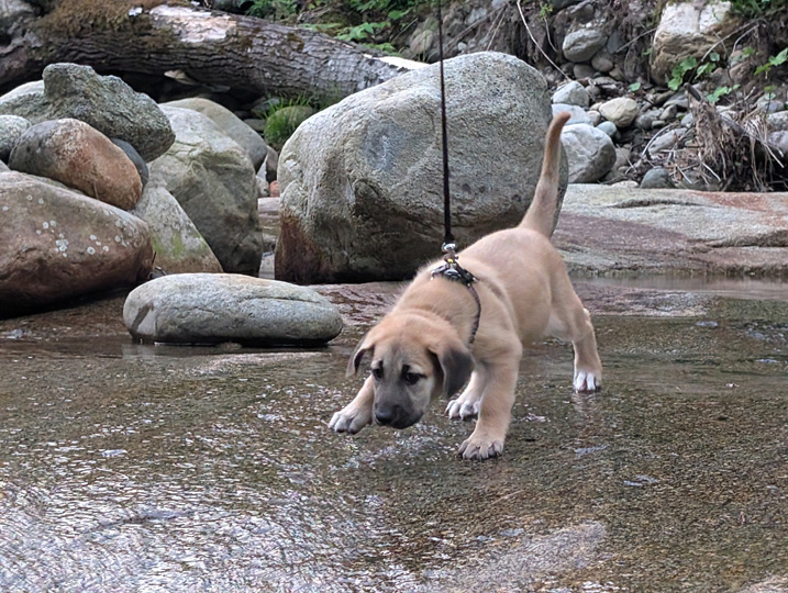 chinook dog